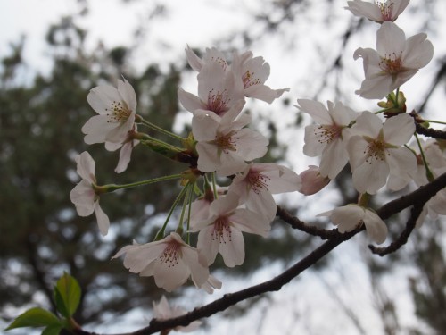 大泉緑地ヨシダBBQ_桜