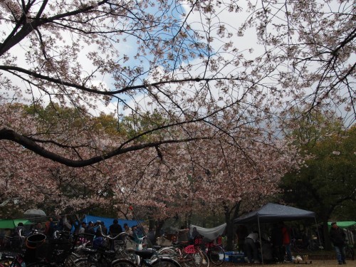 2014長居公園花見_まばらな桜