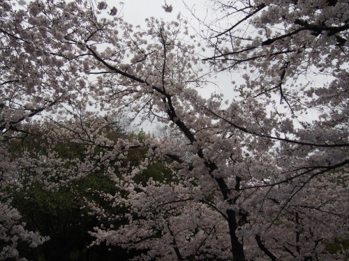 2016長居公園花見_頭上の桜